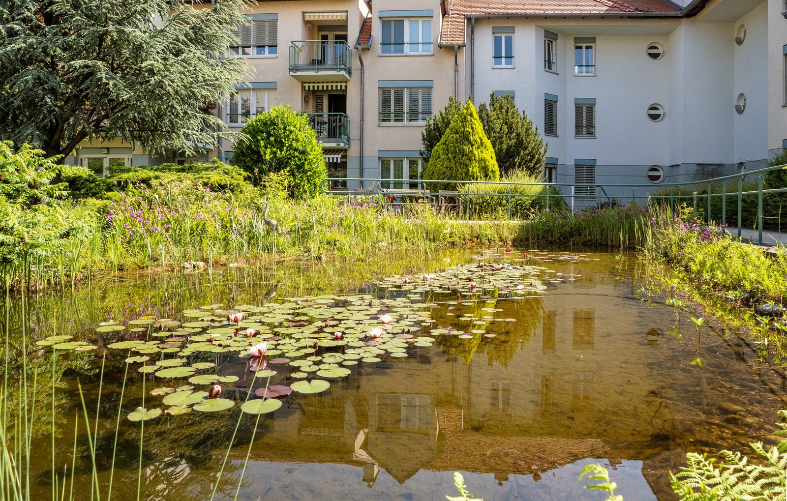 Gartenteich mit Seerosen im Park